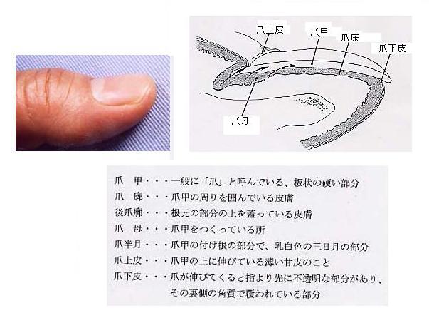 爪の解剖